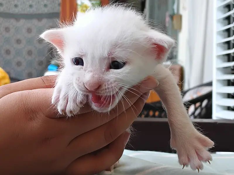 Pure White Turkish Angora Kittens – Healthy Breed | PKR 10,000 Each — photo 5