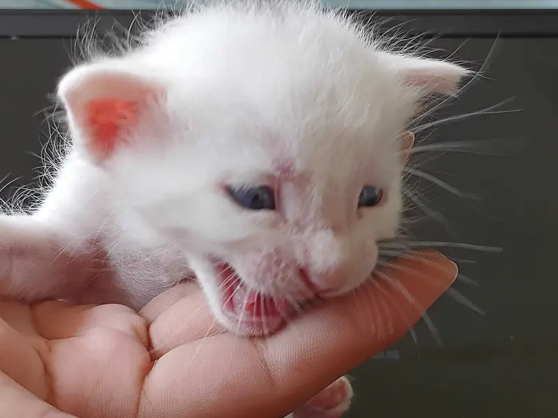 Pure White Turkish Angora Kittens – Healthy Breed | PKR 10,000 Each — photo 6
