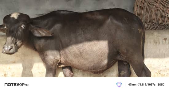 صحت مند کٹا براے فروخت،اچھی نسل و صحت کا