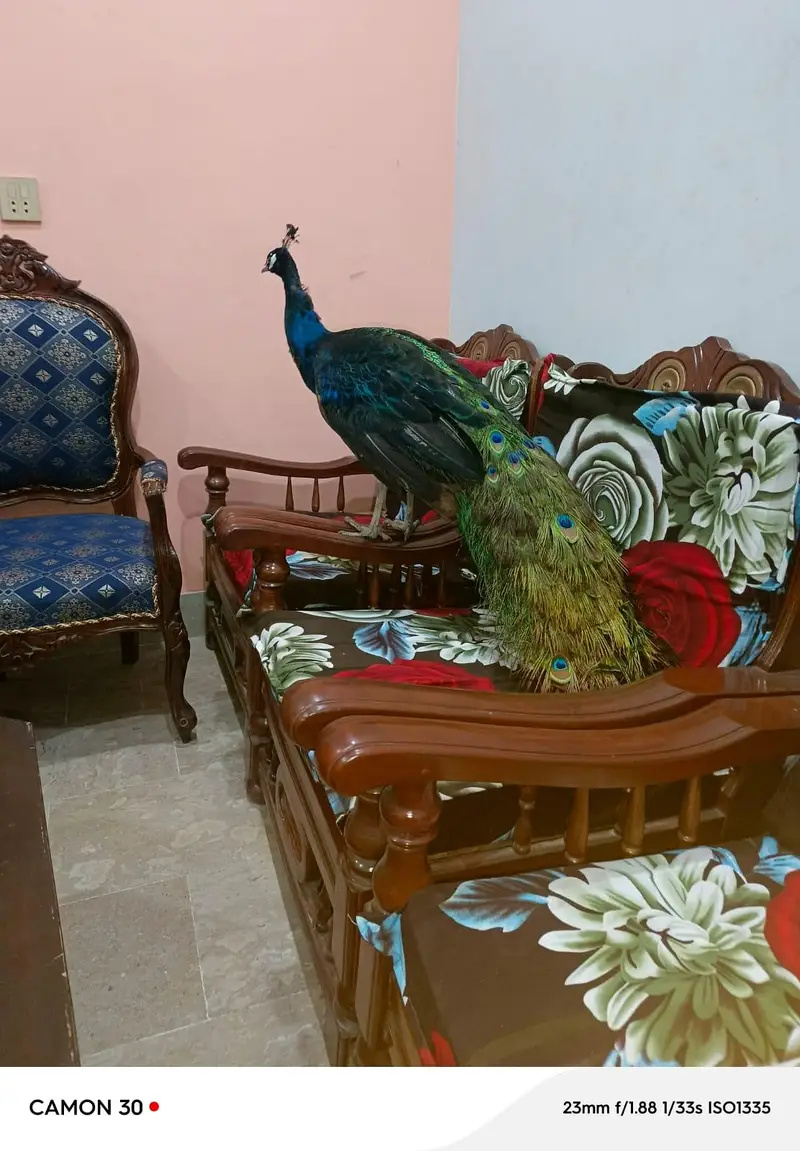 black shoulder pair blue shoulder pair — photo 2