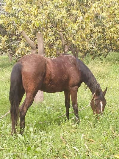 Pure Ravi Breed Brand-Horse Mare