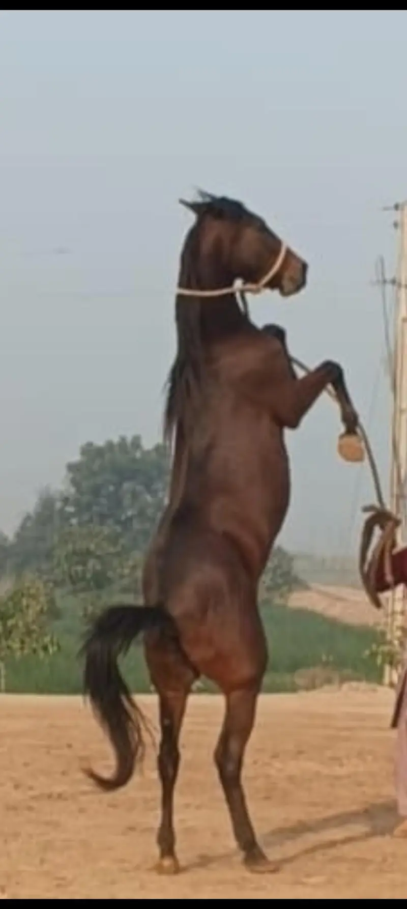 Pure Ravi Breed Brand-Horse Mare — photo 3