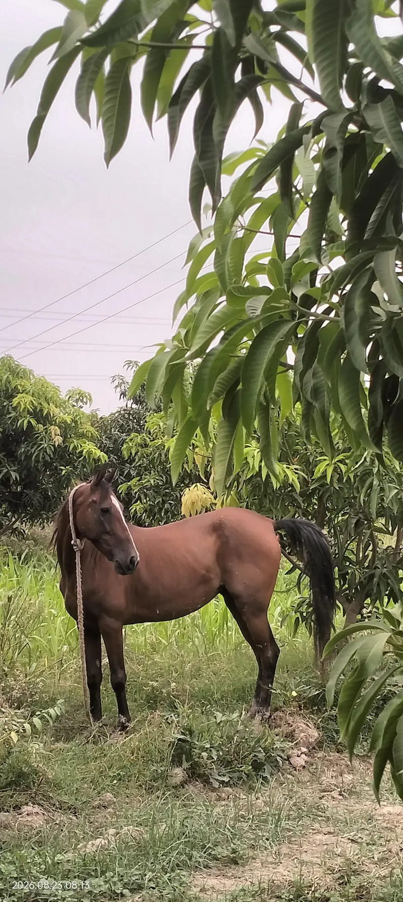Pure Ravi Breed Brand-Horse Mare — photo 4