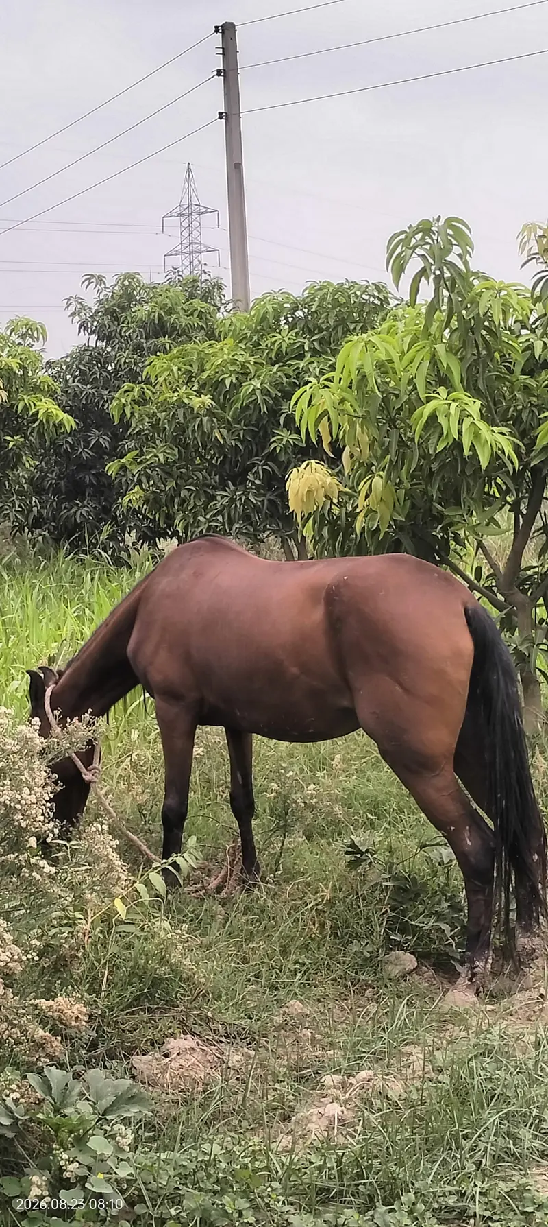 Pure Ravi Breed Brand-Horse Mare — photo 5