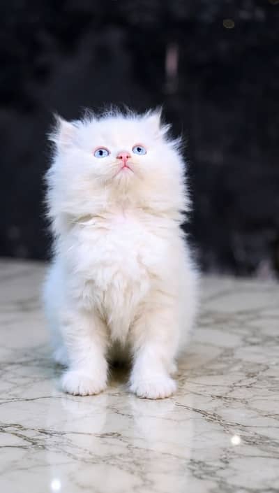 White triple coated Persian female 45days kitten