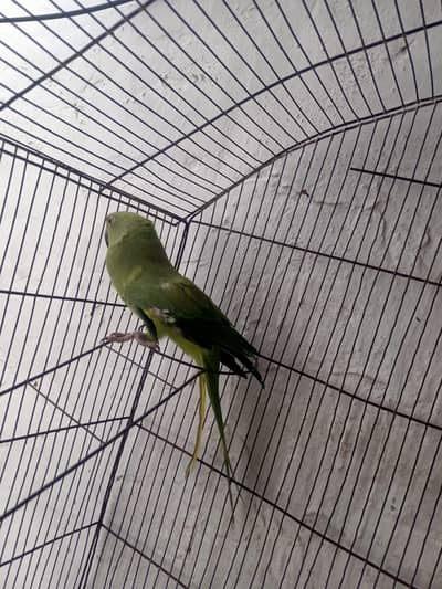 only parrots
