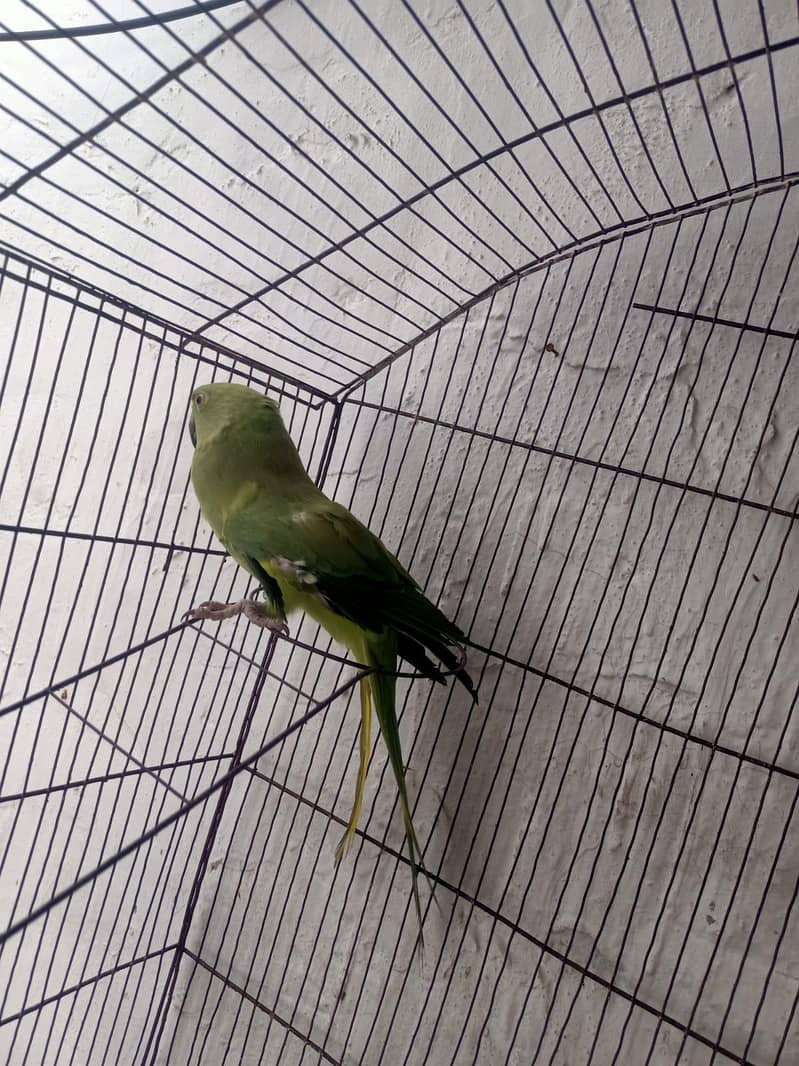 only parrots 0
