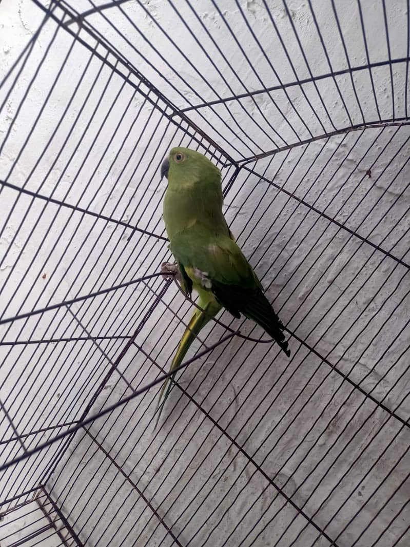 only parrots 1