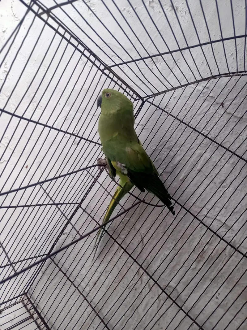 only parrots — photo 2