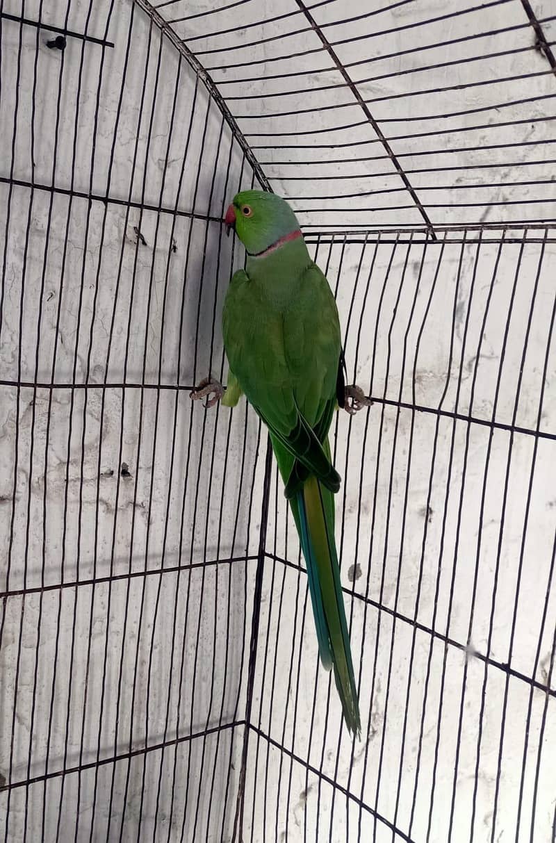only parrots 2