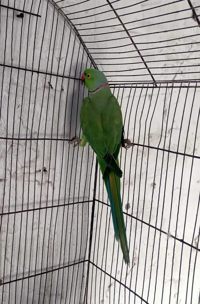 only parrots — photo 3