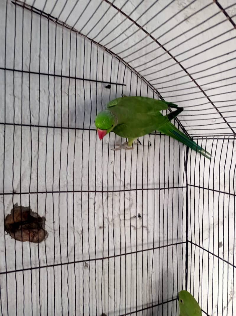 only parrots 3