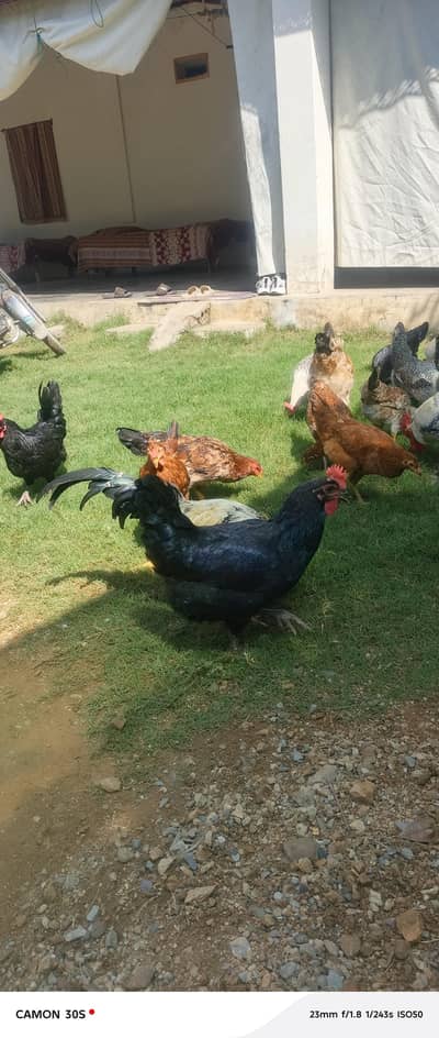 dasi Hens