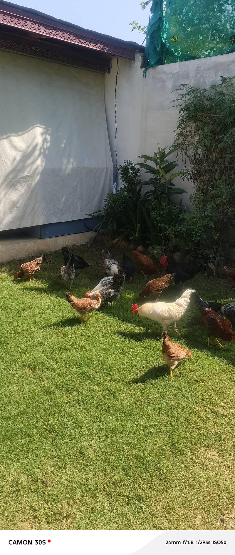 dasi Hens 1