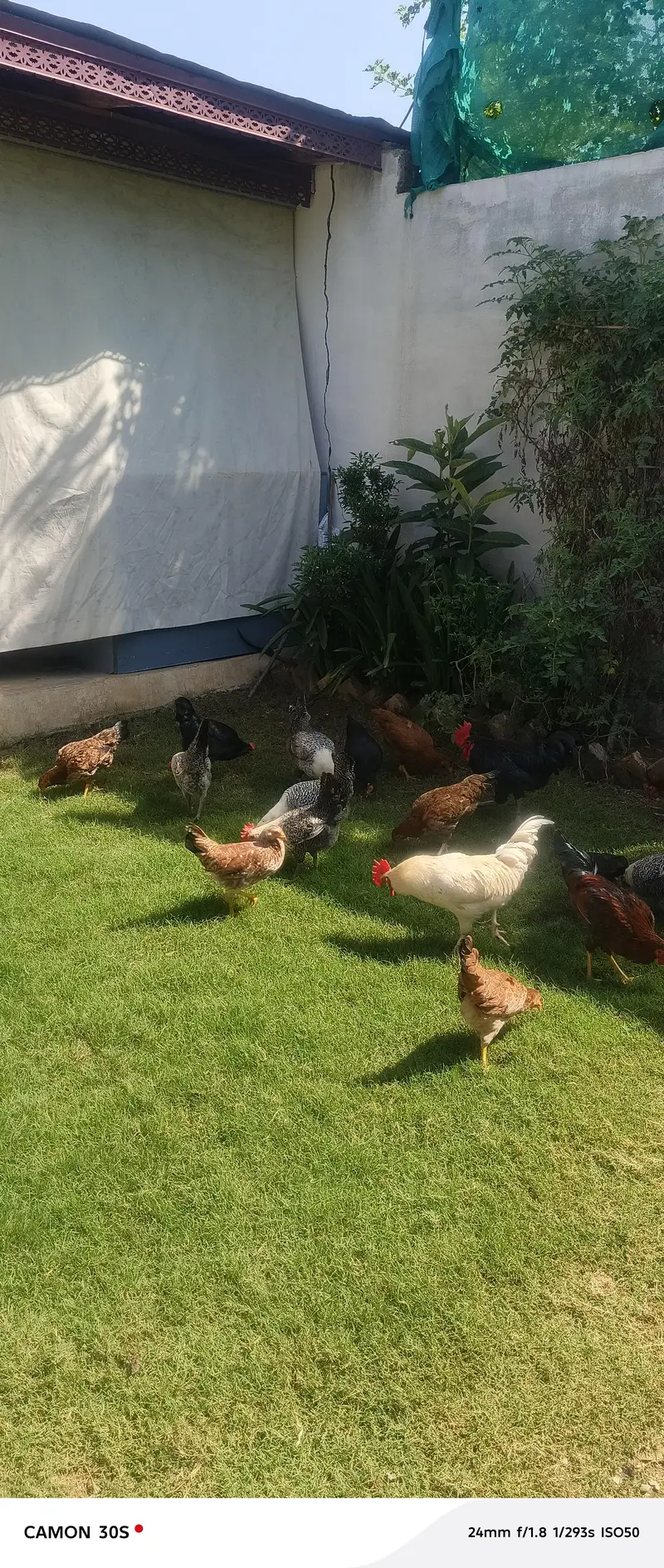 dasi Hens — photo 2