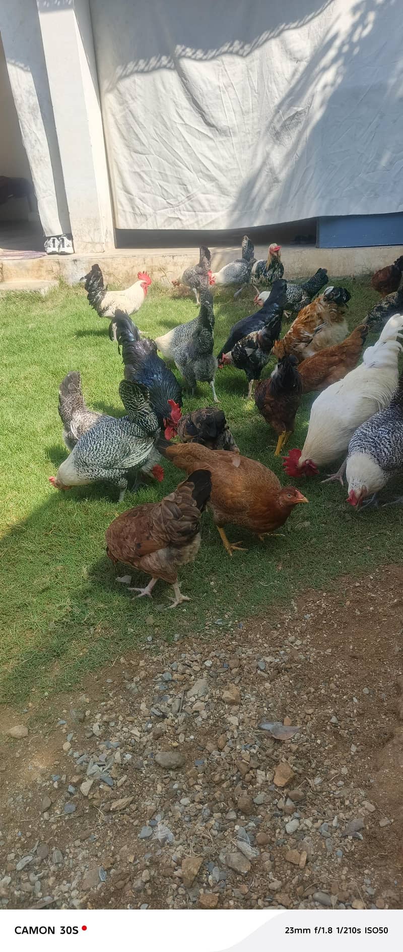 dasi Hens 2