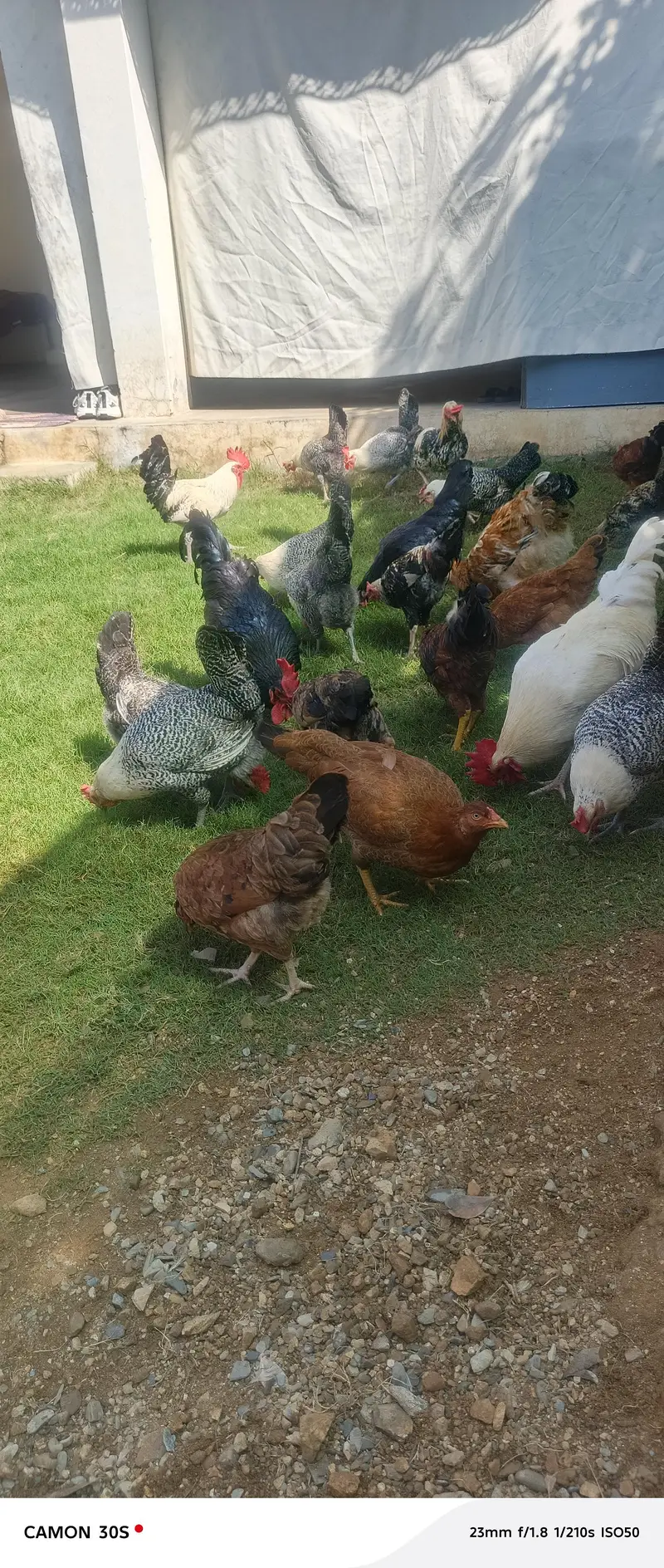 dasi Hens — photo 3