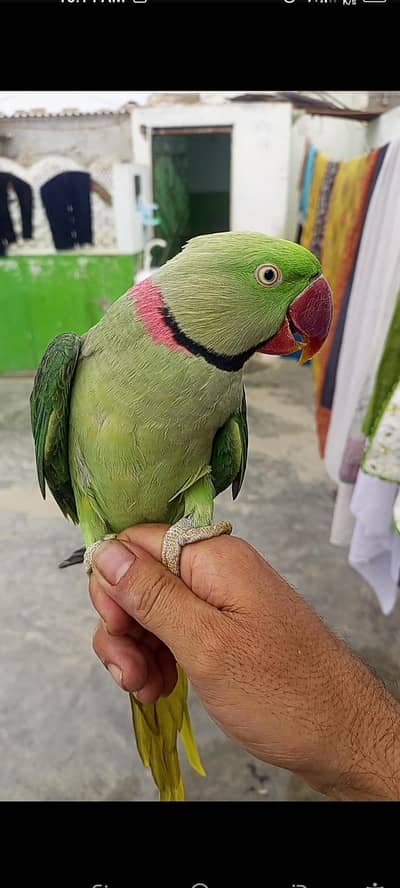 pahari tota male