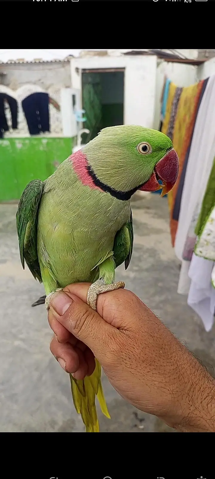 pahari tota male