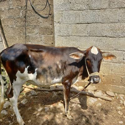Beautiful Friesian Bachri for Sale - 1.5 Years Old