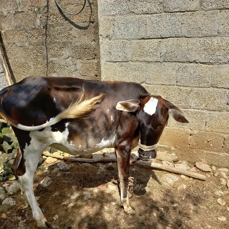 Beautiful Friesian Bachri for Sale - 1.5 Years Old — photo 2