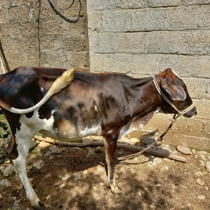 Beautiful Friesian Bachri for Sale - 1.5 Years Old — photo 3