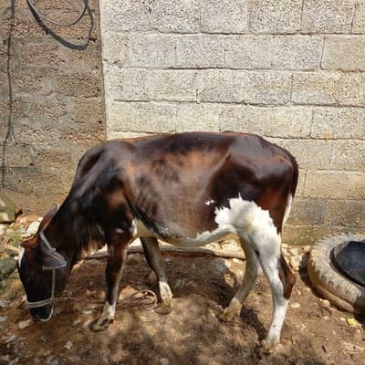 Beautiful Friesian Bachri for Sale - 1.5 Years Old