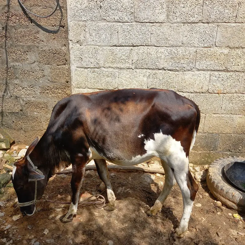 Beautiful Friesian Bachri for Sale - 1.5 Years Old — photo 4