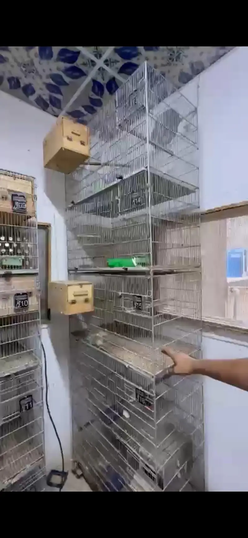 5star Cages — photo 2
