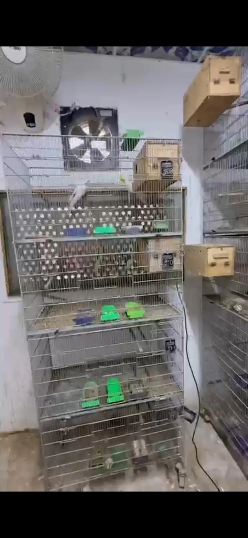 5star Cages — photo 3
