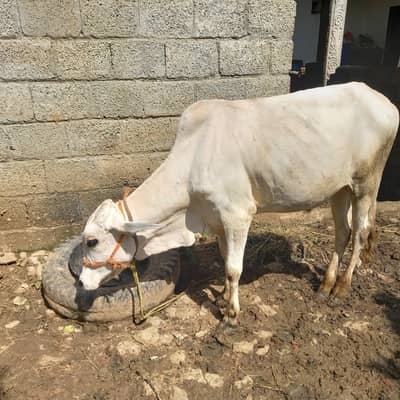 Healthy Desi Bachra for Sale - 1.5 Years Ol