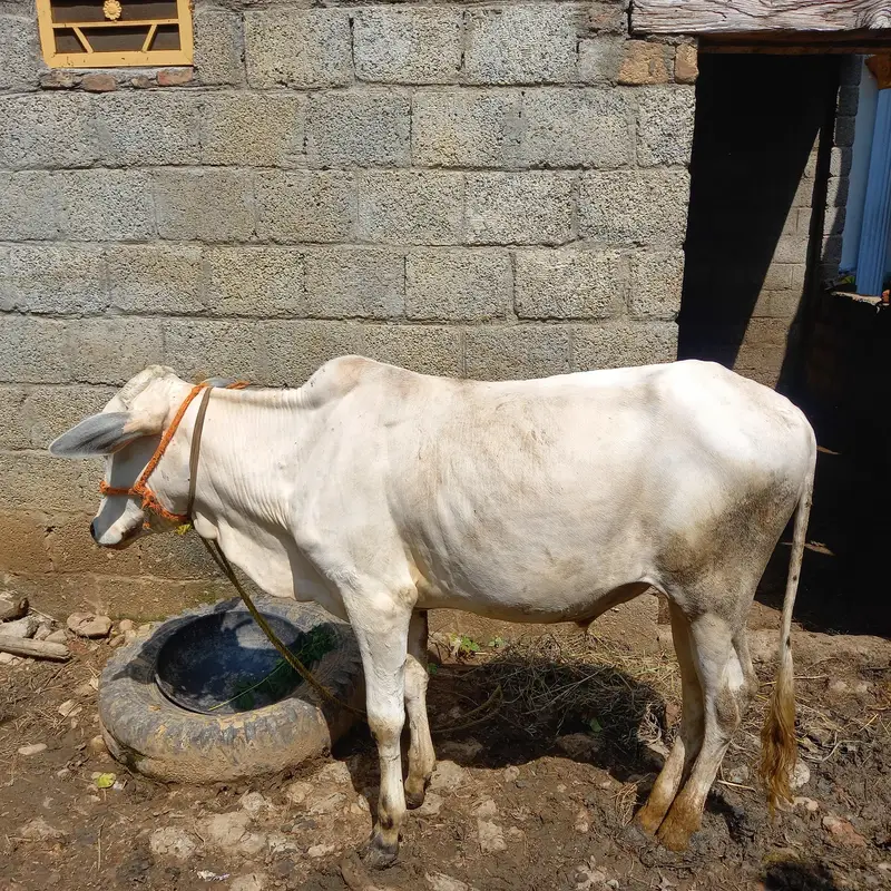 Healthy Desi Bachra for Sale - 1.5 Years Ol — photo 2