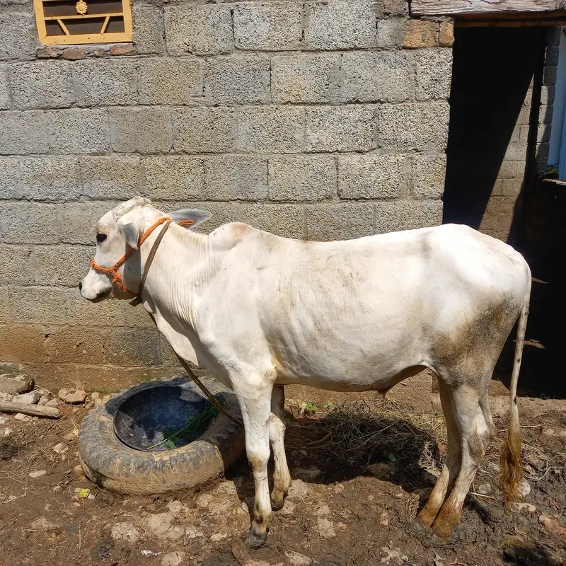 Healthy Desi Bachra for Sale - 1.5 Years Ol — photo 3