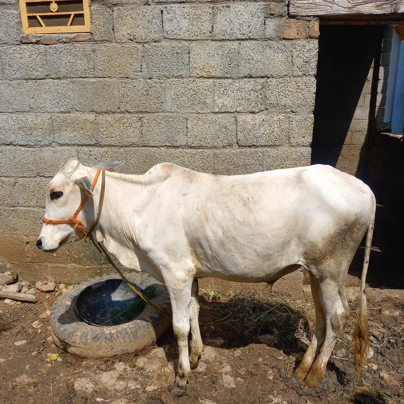 Healthy Desi Bachra for Sale - 1.5 Years Ol — photo 4