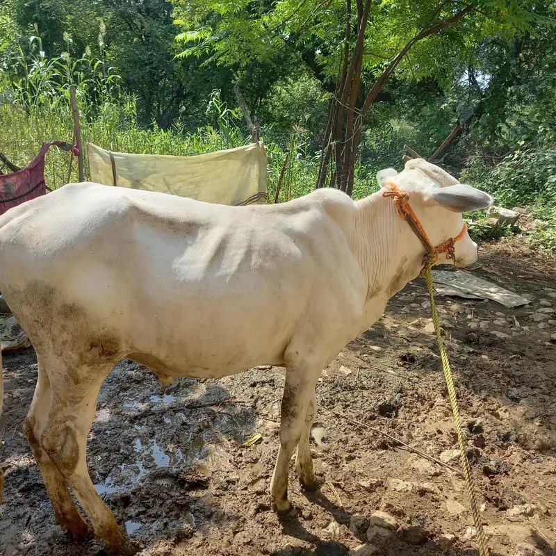 Healthy Desi Bachra for Sale - 1.5 Years Ol — photo 5
