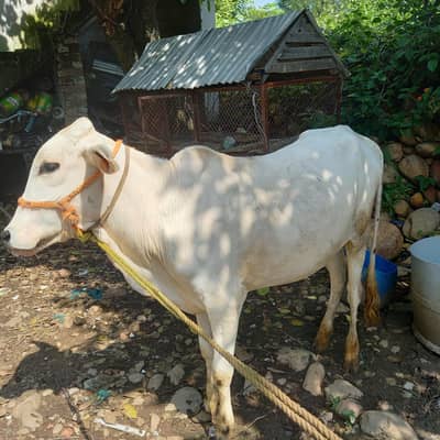 Healthy Desi Bachra for Sale - 1.5 Years Ol