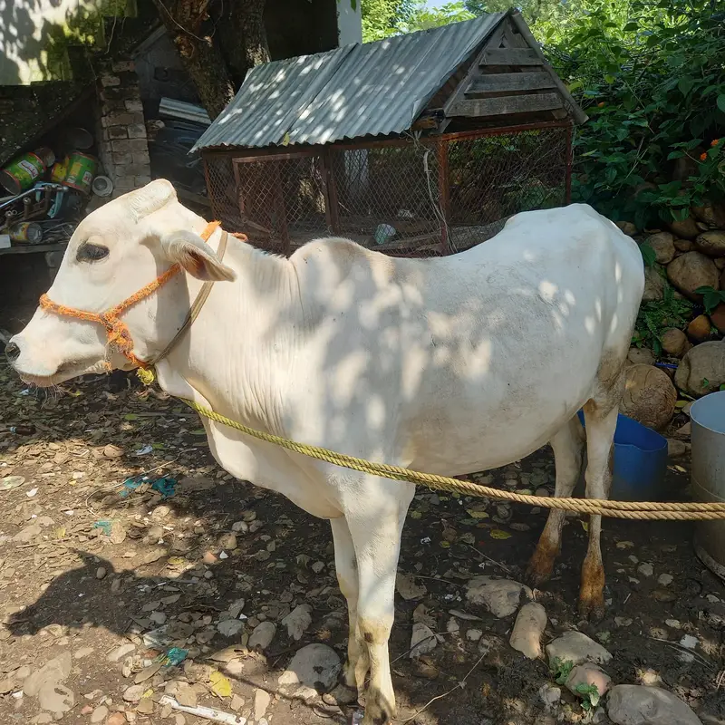 Healthy Desi Bachra for Sale - 1.5 Years Ol — photo 7
