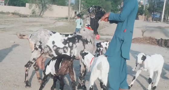 Beetal Cross Goat with 3 Kids – 2 Liters Daily Milk/ 03233005367