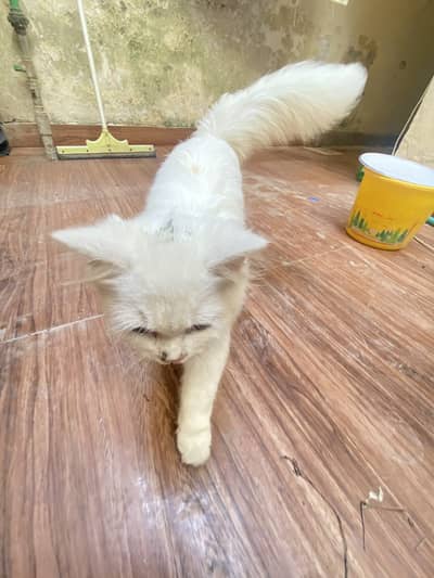 Persian cat for sale