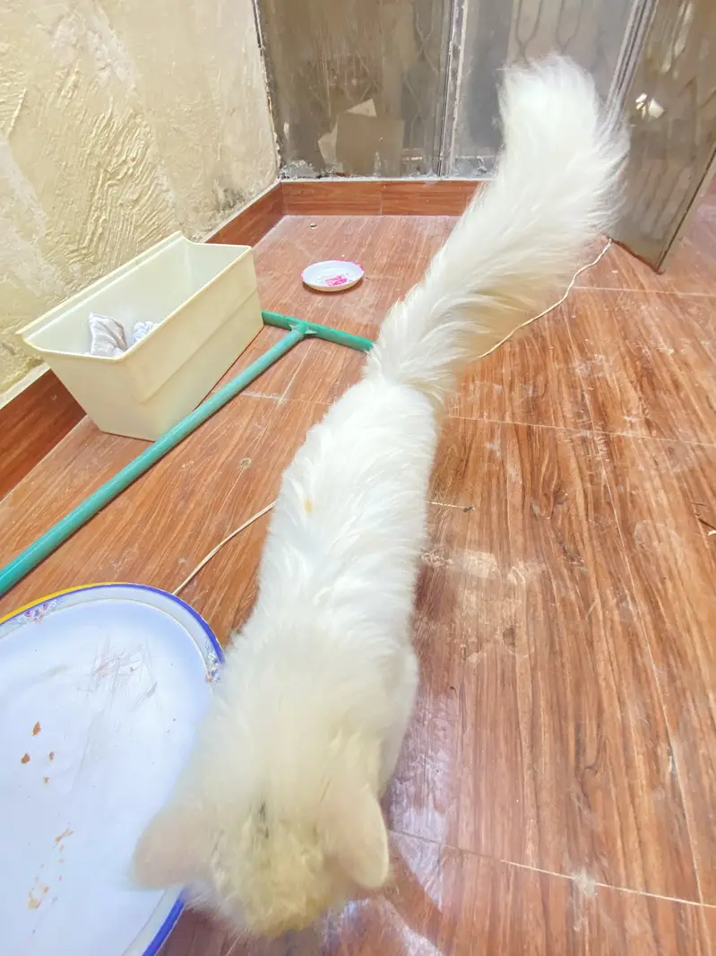 Persian cat for sale — photo 2