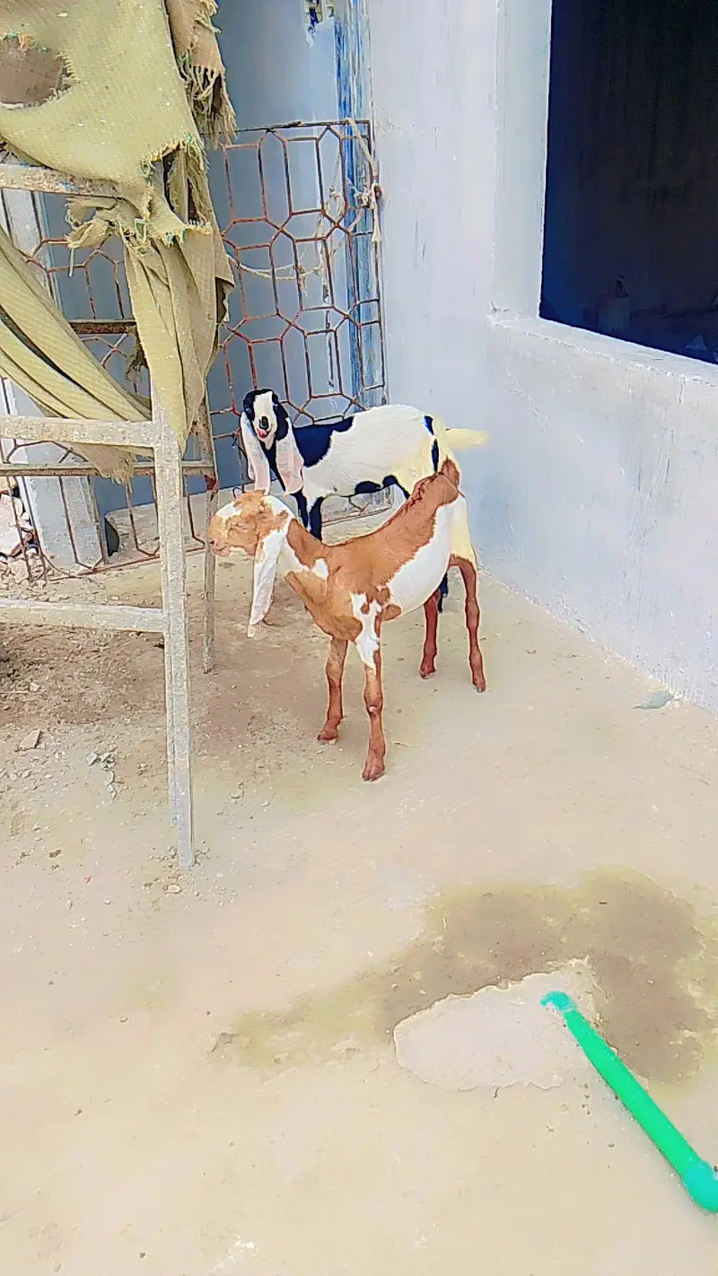 I am selling desi joda ek Mel aur ek female health and active — photo 2
