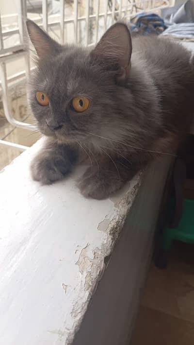 Persian cat for sale with all accessories cage, litter box, and food.