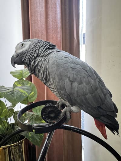 African Congo Grey Parrot Breeder