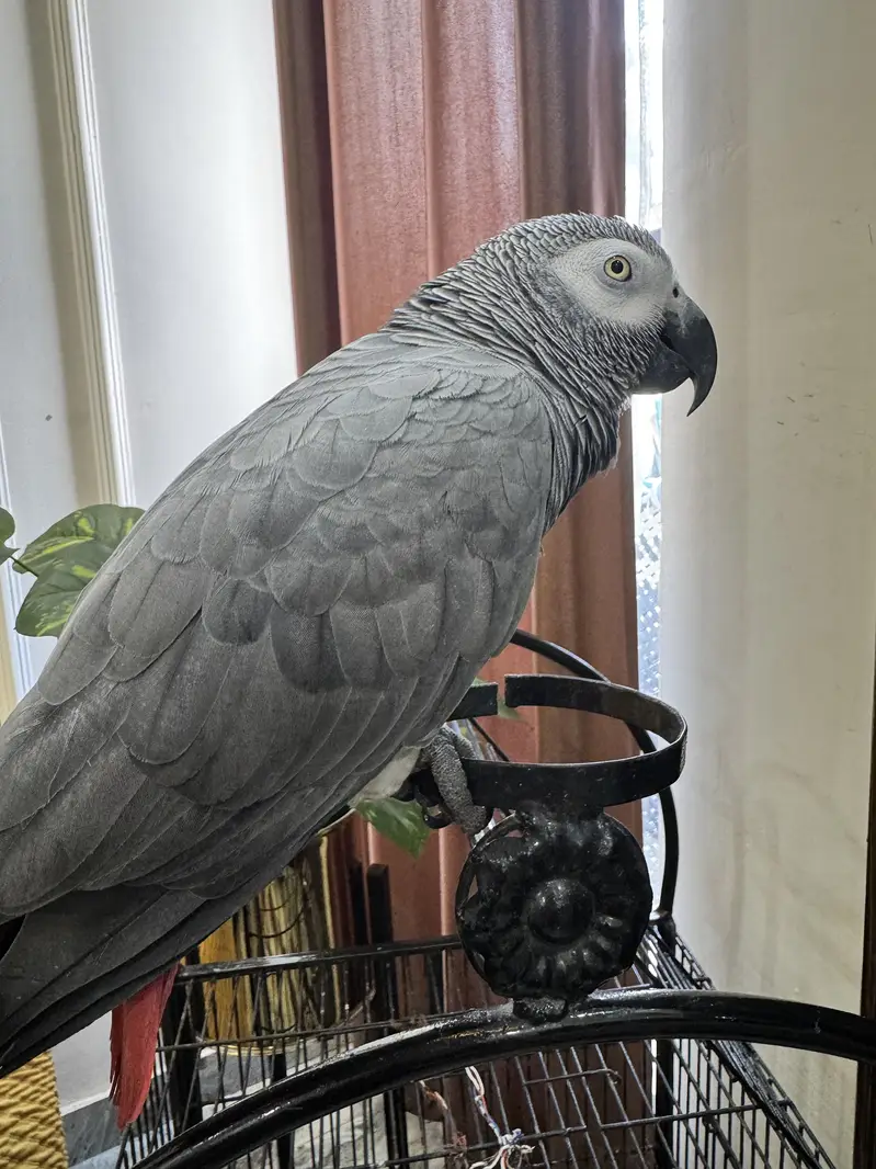 African Congo Grey Parrot Breeder — photo 2