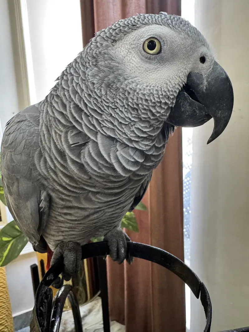 African Congo Grey Parrot Breeder — photo 3