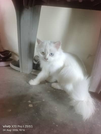 cat for sal
