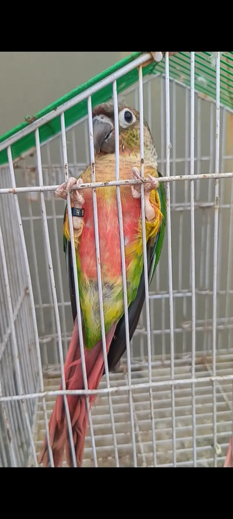 lutino conuer pair — photo 2