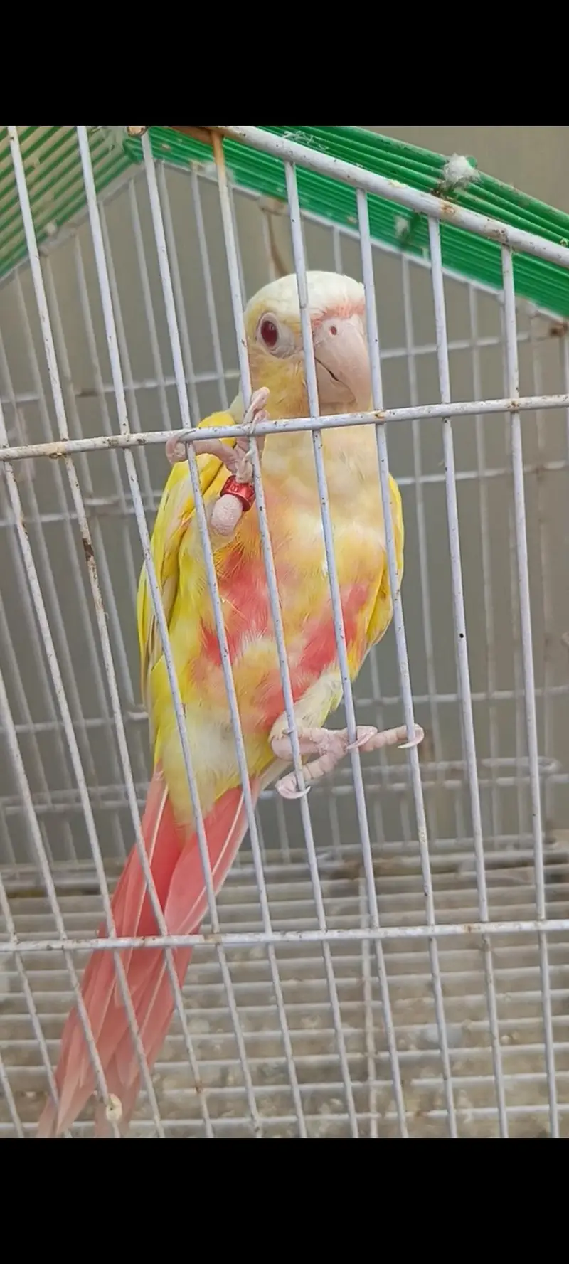 lutino conuer pair — photo 3