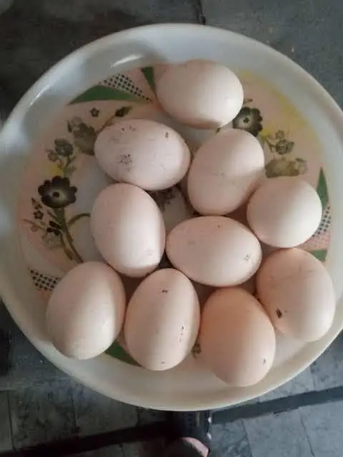 Aseel Fertile Eggs Fresh & Healthy