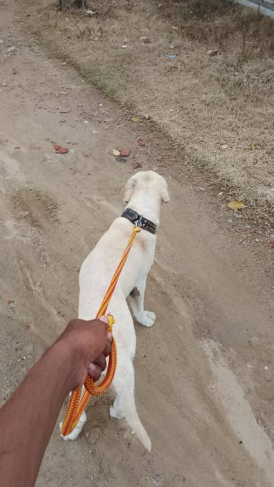 Diplo Dog
